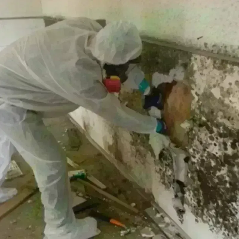 Mold Remediation and Removal in Calhoun County, GA